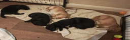 Labradoodle dogs for sale: Fluffy Miniature Labradoodles Ready Aug 16th - Advert 12