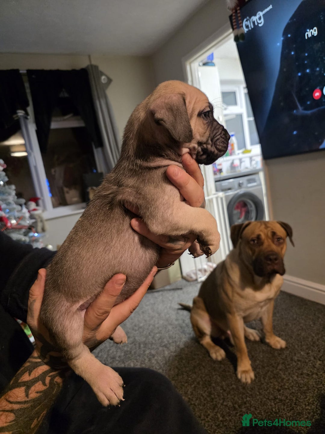 Cane Corso dogs for sale: Cane corso pups - Advert 9