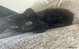 Ragdoll cats for sale: Ragdoll kittens  - Image 7