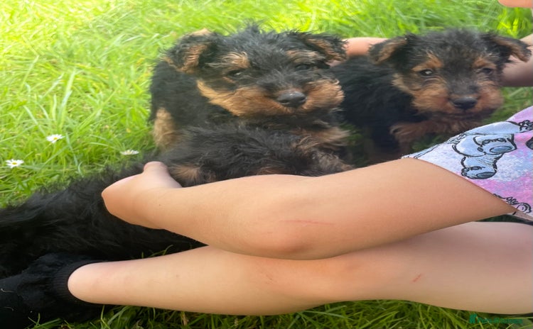 Welsh Terrier dogs - Advert 1