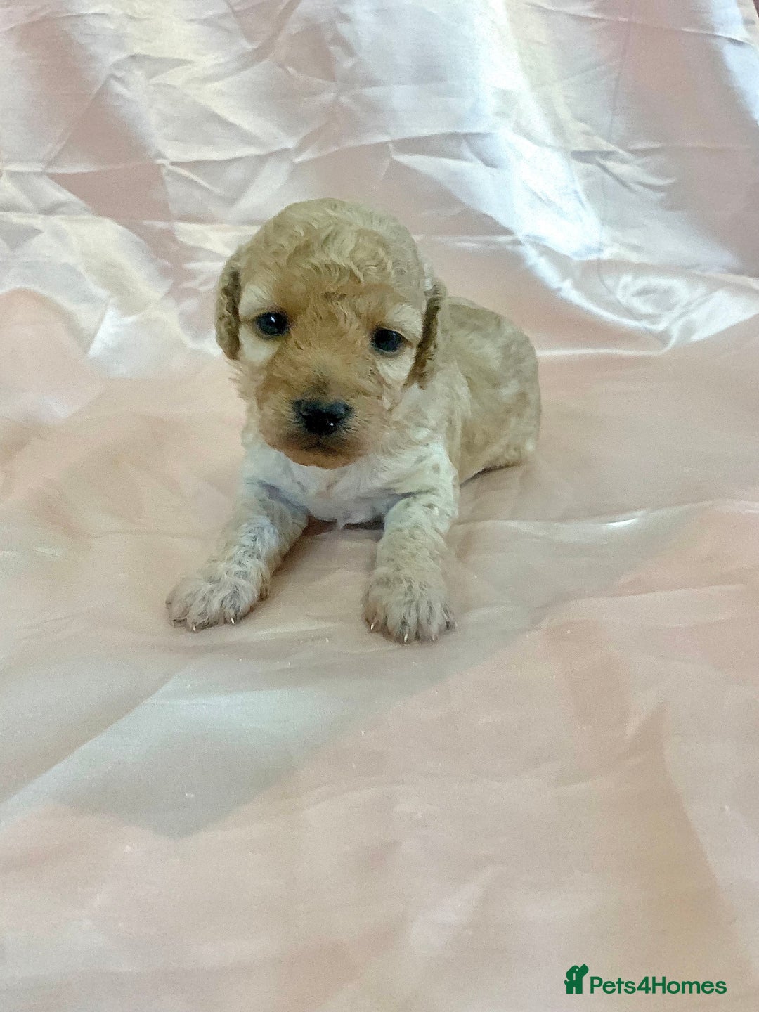 Miniature Poodle dogs for sale: Miniature poodles for sale  2 boys and 3 girls - Advert 9