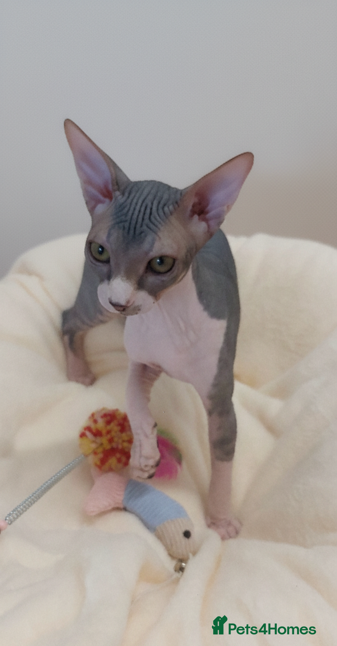 Sphynx cats for sale: Sphynx Kittens – Males & Female – International ✅ - Advert 4