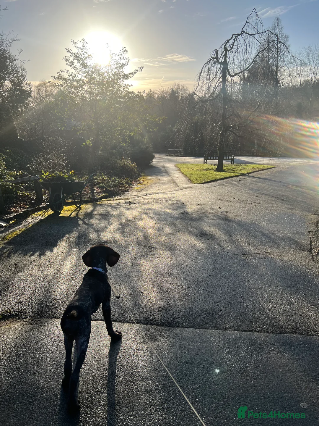 German Shorthaired Pointer dogs for sale: German shorthaired pointer  - Advert 4