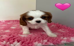 Cavalier King Charles Spaniel dogs for sale: Blenheim cavalier King Charles puppies - Image 17