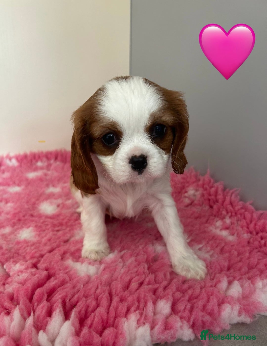 Cavalier King Charles Spaniel dogs for sale: Blenheim cavalier King Charles puppies - Image 17