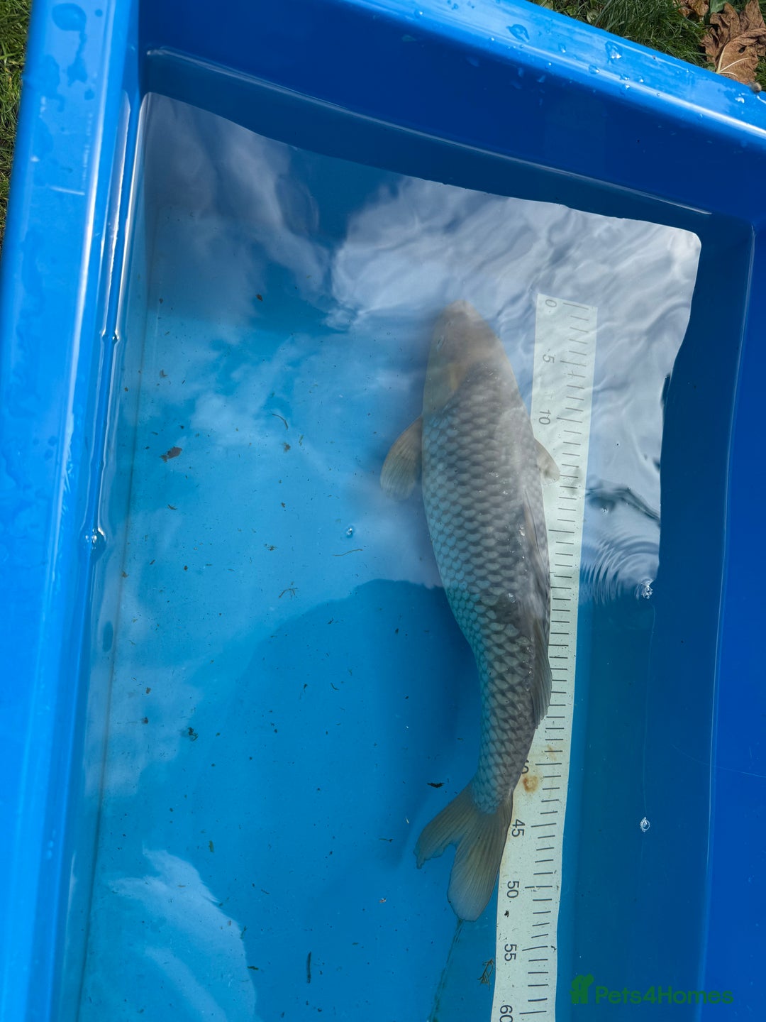 Koi Carp fish for sale: Various koi carp for sale  - Image 26