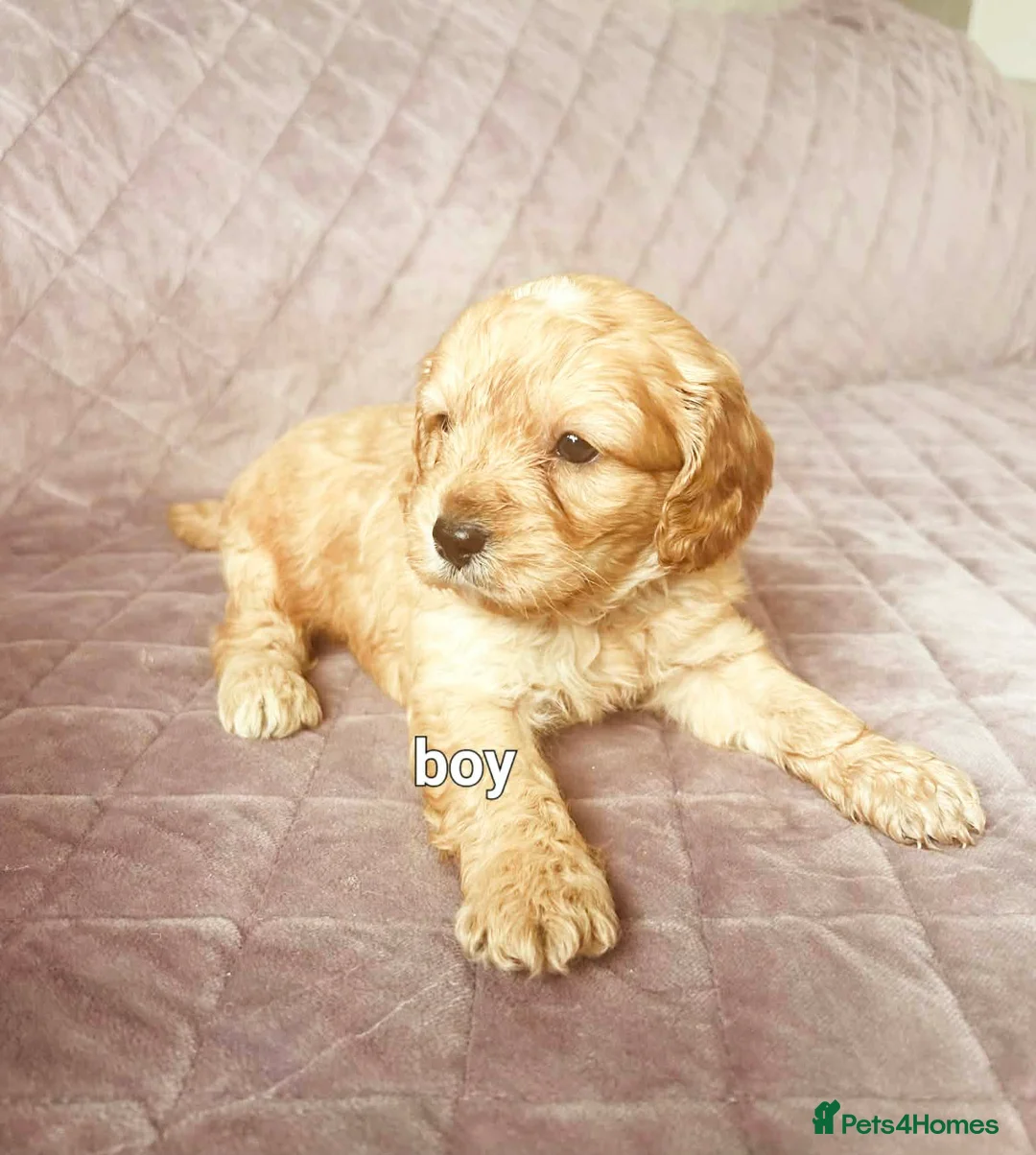 Cavapoo dogs for sale: TOY CAVAPOO PUPPIES mini - Advert 3