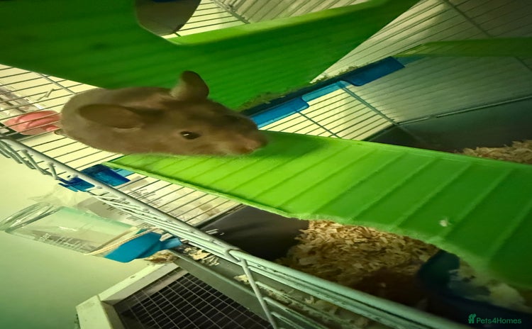Hamster rodents - Advert 1