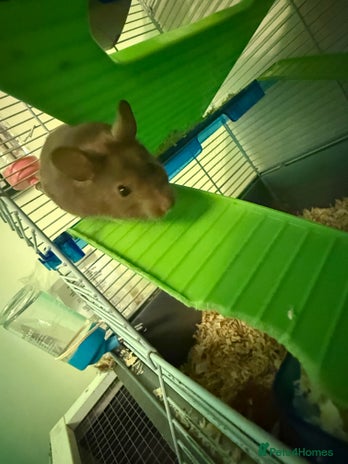 Hamster rodents - Advert 6