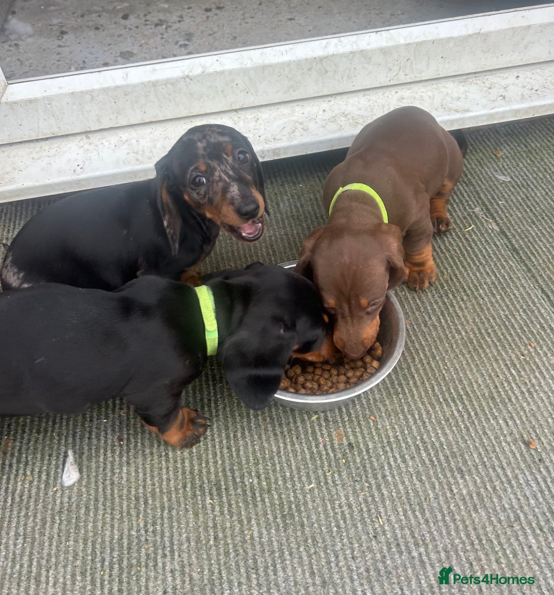 Dachshund dogs for sale: Dachshund puppies for sale - Advert 5