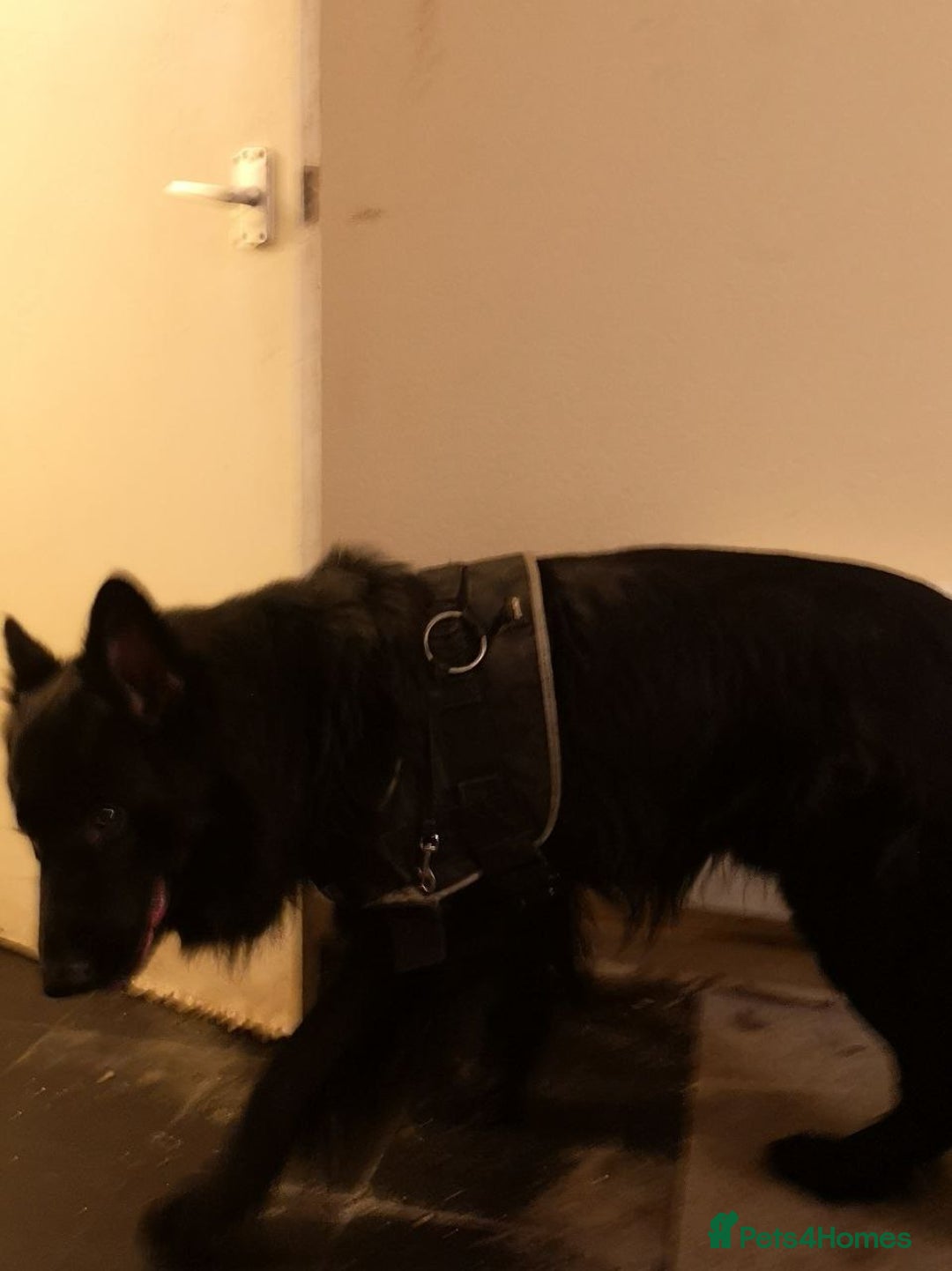 German Shepherd dogs for sale: One large straight back male puppy 11 weeks - Advert 6