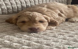 Cockapoo dogs for sale: Beautiful cockapoo puppies - Image 14