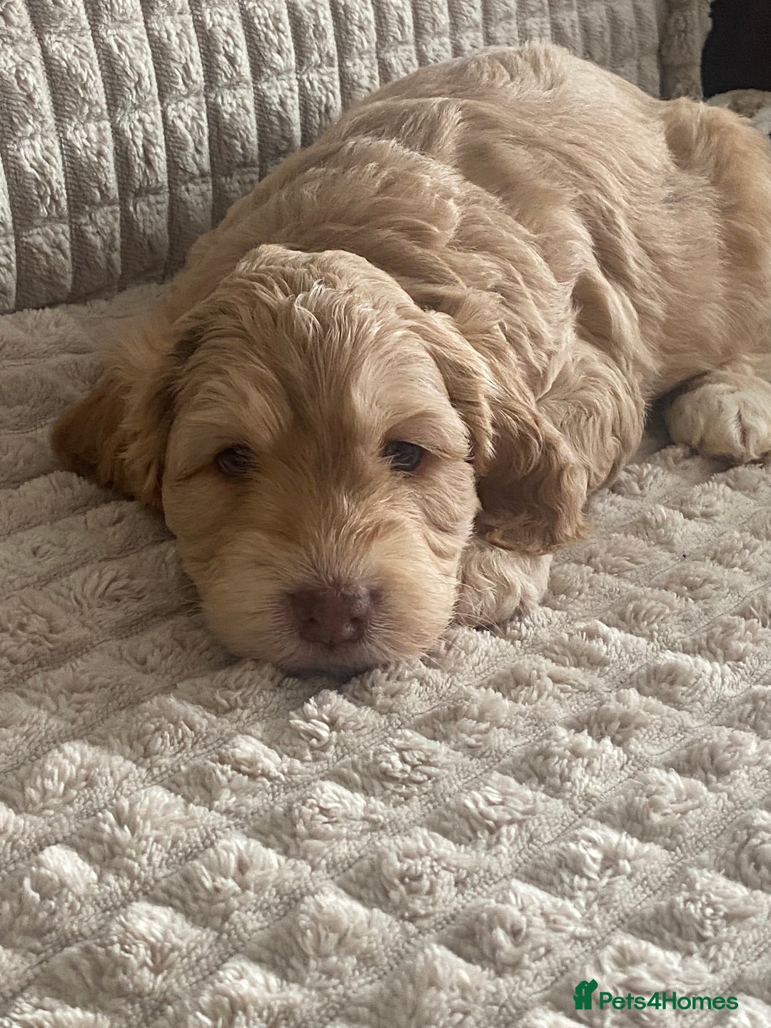 Cockapoo dogs for sale: Beautiful cockapoo puppies - Image 14