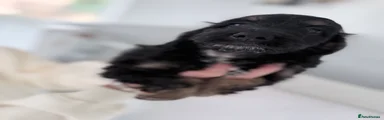 Cockapoo 3