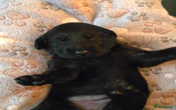 Labradoodle dogs for sale: Gorgeous Labradoodle puppies - Image 2