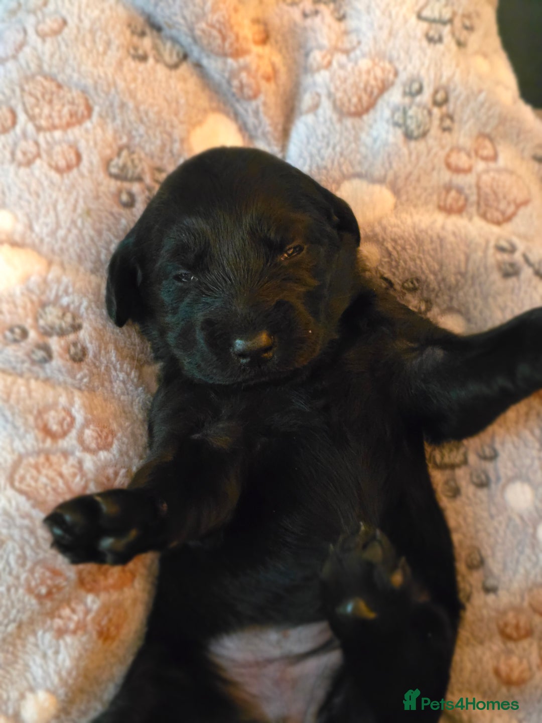 Labradoodle dogs for sale: Gorgeous Labradoodle puppies - Image 2