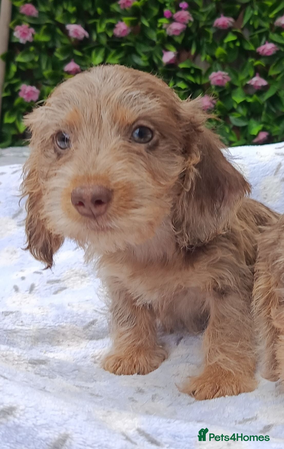 Miniature Dachshund dogs QUALITY MINI WIRES KC REG HEALTH TESTED PARENTS - Advert 2