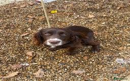 Cocker Spaniel dogs for sale: Working Cocker spaniel - Advert 3