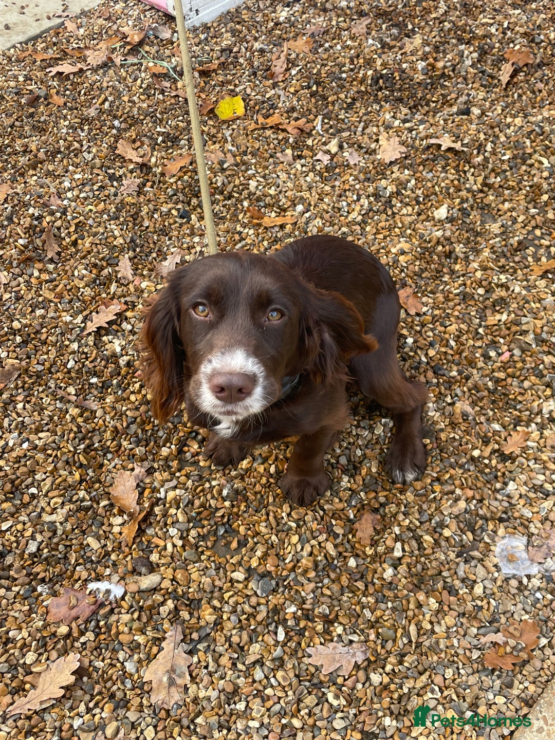 Cocker Spaniel dogs for sale: Working Cocker spaniel - Advert 3