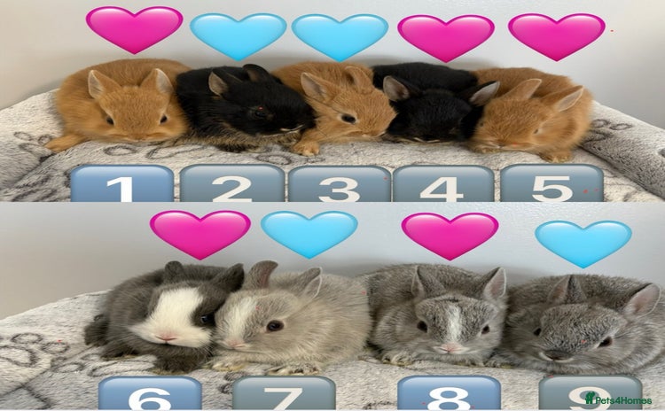Netherland Dwarf rabbits - Advert 3