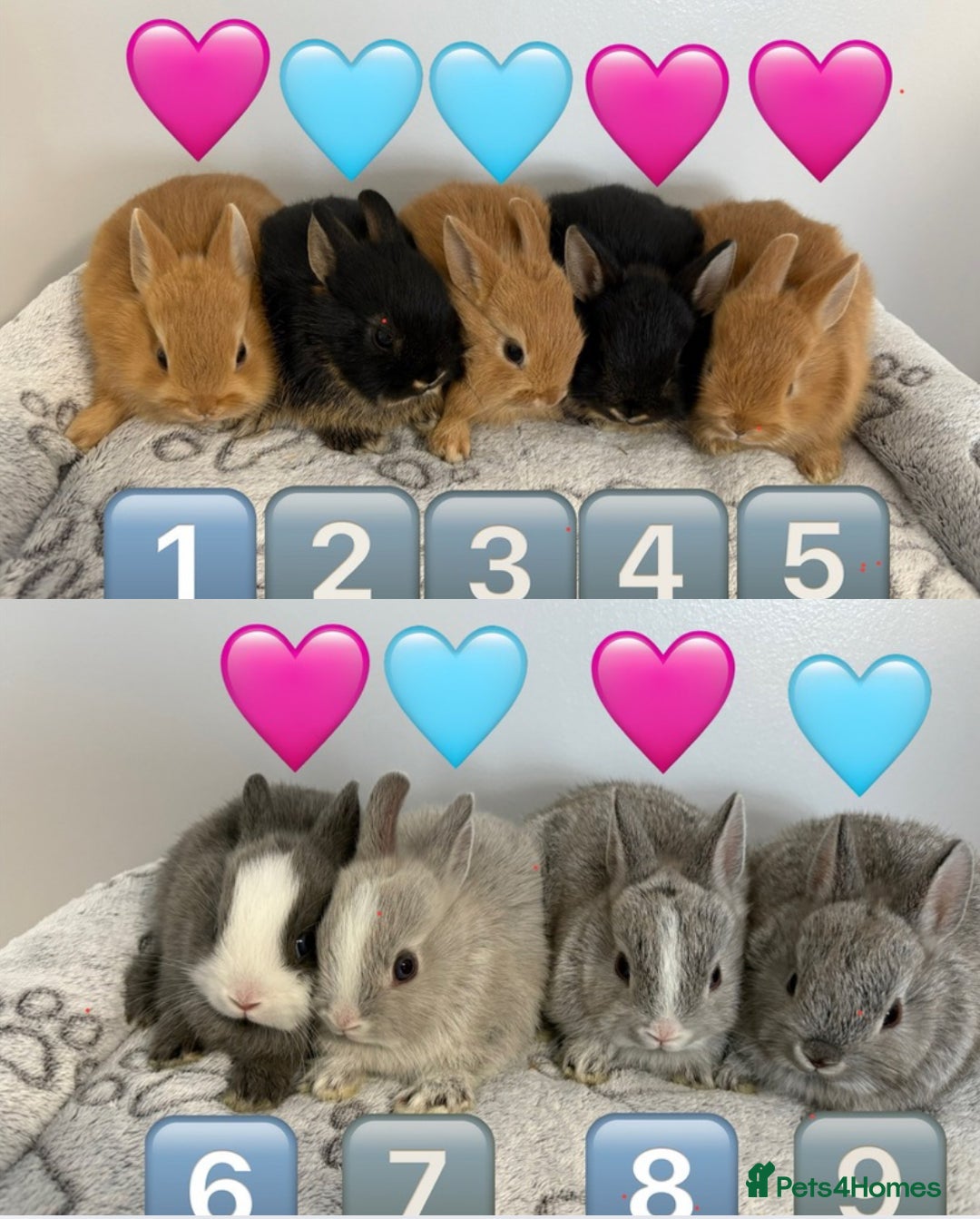 Netherland Dwarf rabbits for sale: 14 x Netherland Dwarf Bunnies 🐰🏡 🥰  - Image 1