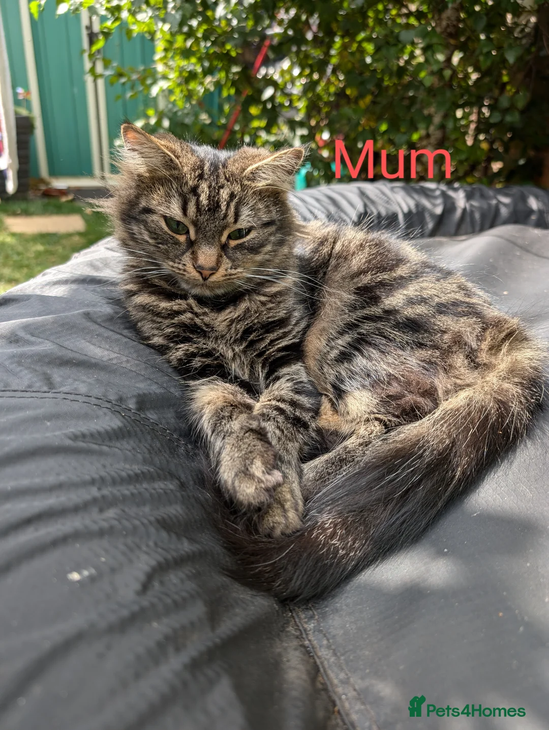 Siberian cats for sale: Siberian crossed kittens  - Advert 8
