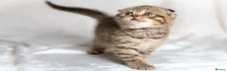 Scottish Fold cats for sale: Gucci – Female Scottish Fold Kitten 🩷 - Advert 3