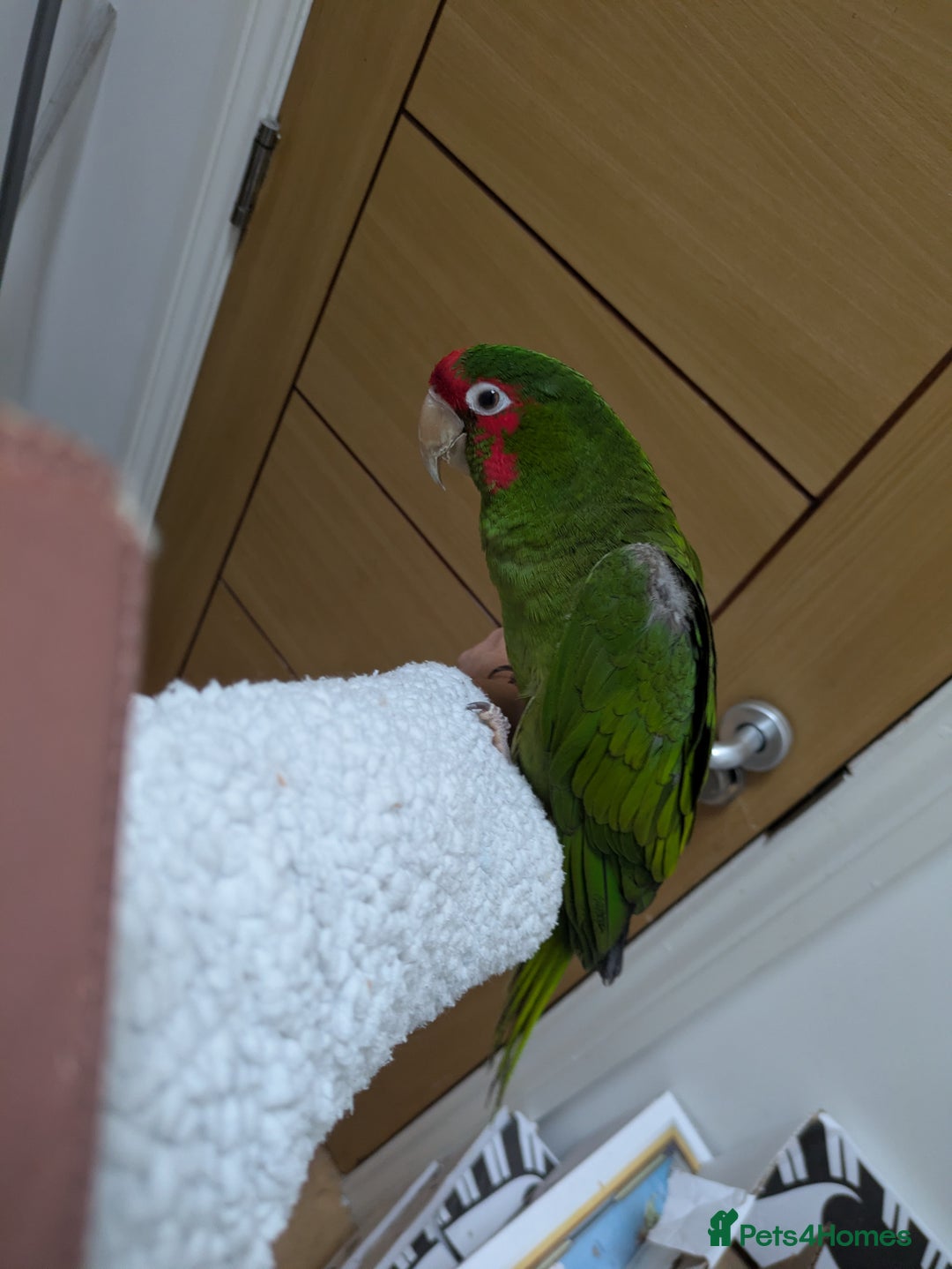 Conures birds for sale: Mitred conure mitred parakeet silly tamed  - Advert 12