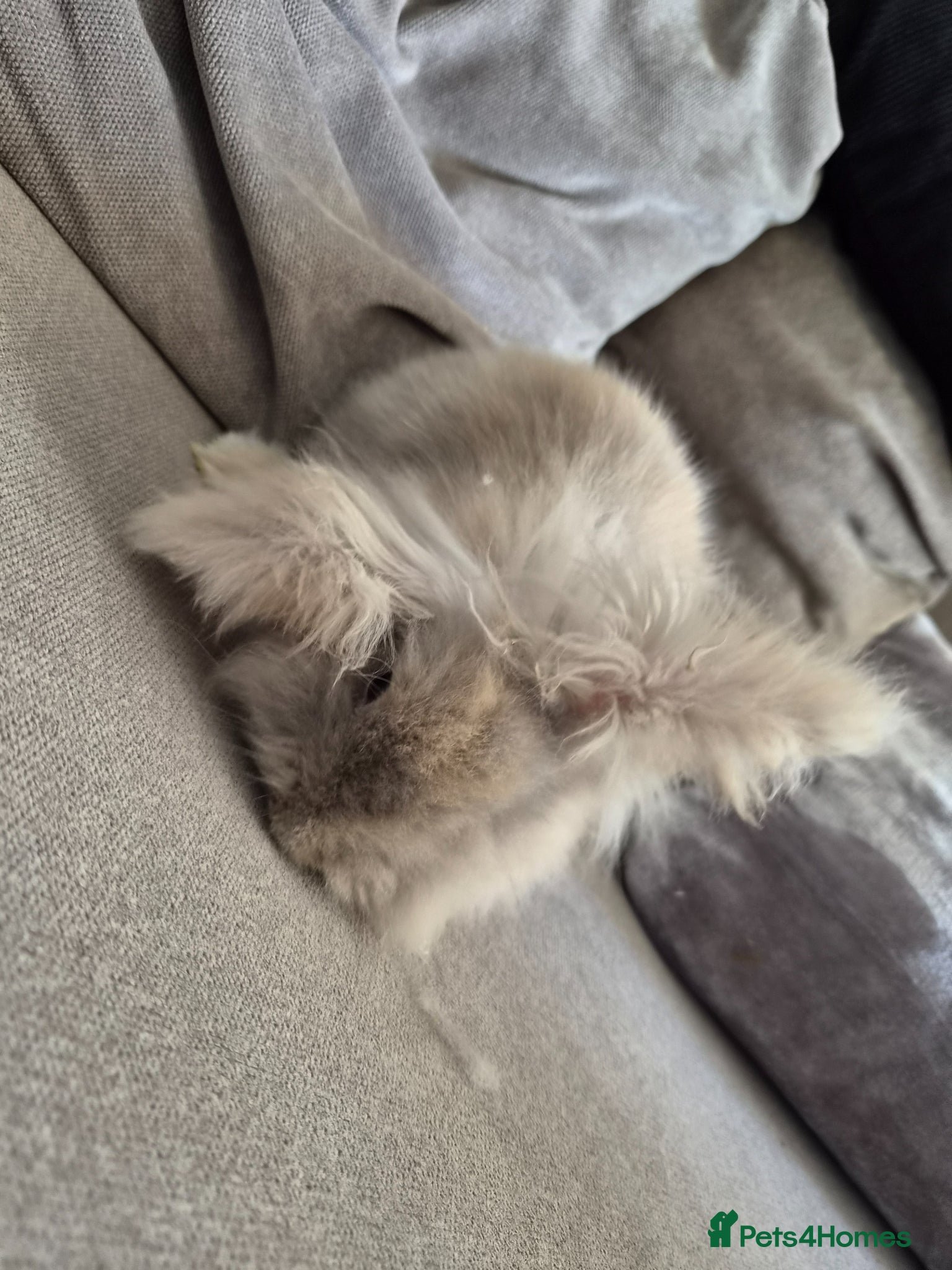 Lionhead rabbits 1 lion head rabbit for sale  - Advert 18