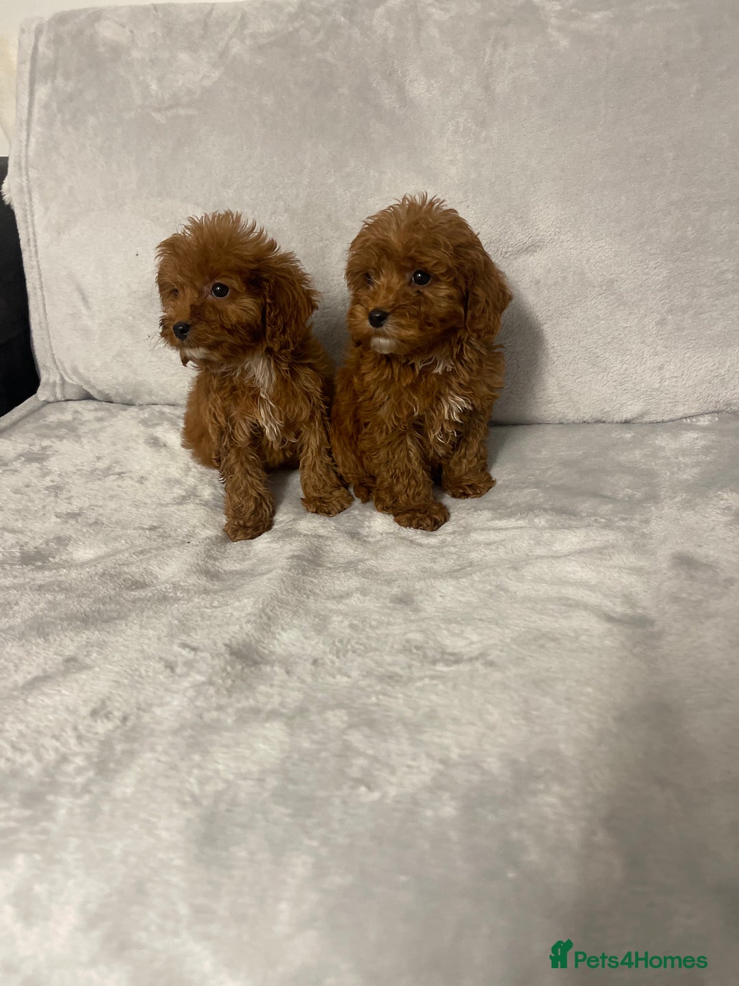 Cockapoo dogs for sale: 5 beautiful cockapoos  - Advert 13