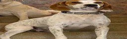 Mixed Breed dogs for adoption: Lucky, dream boy pointer 1 years old  in Nottingham - Advert 4