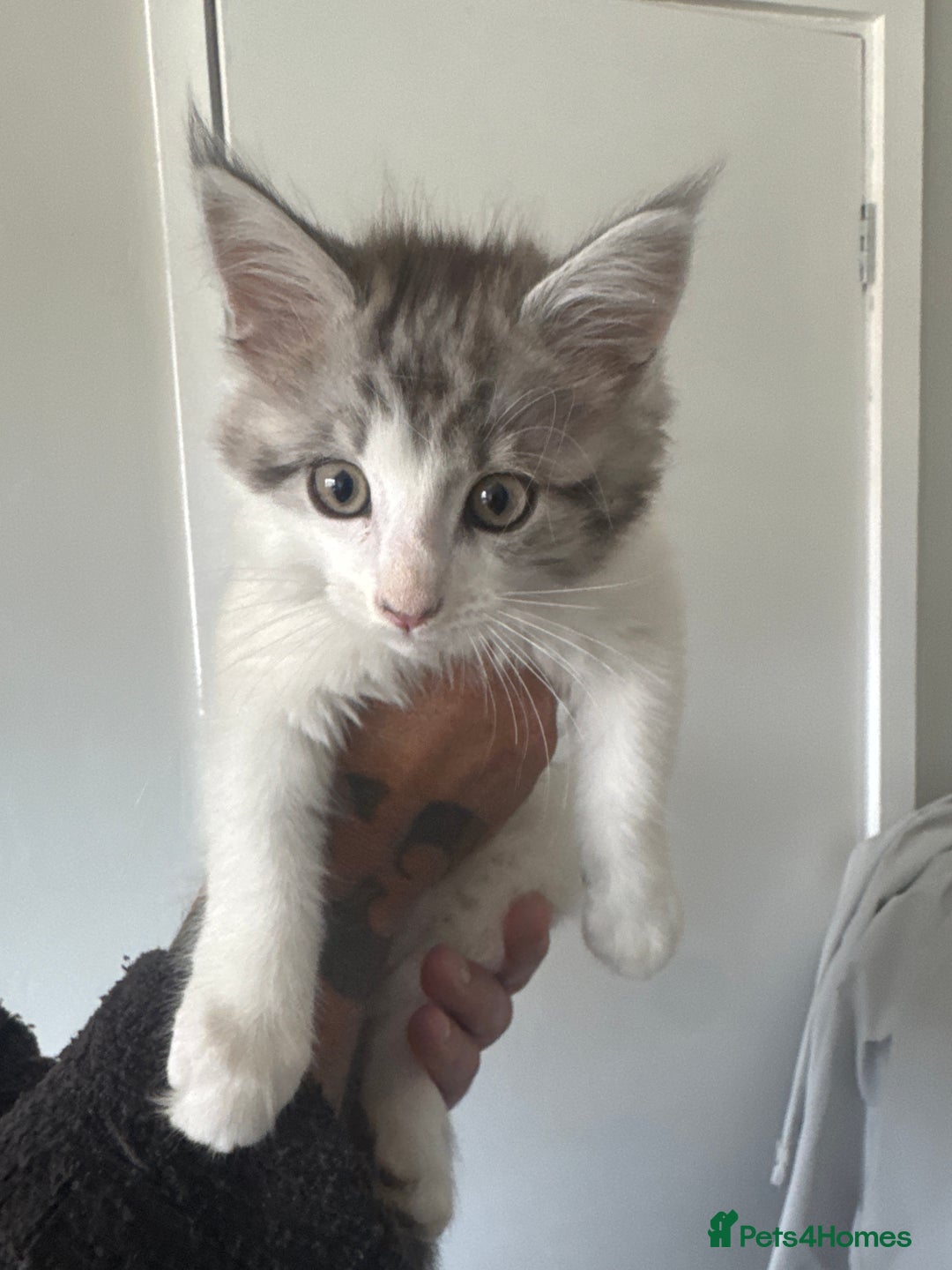 British Longhair cats for sale: Part main coon  - Image 3