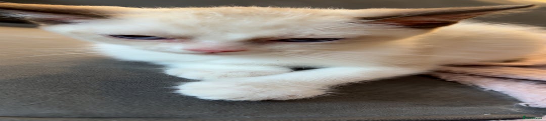 Ragdoll Kitten 2