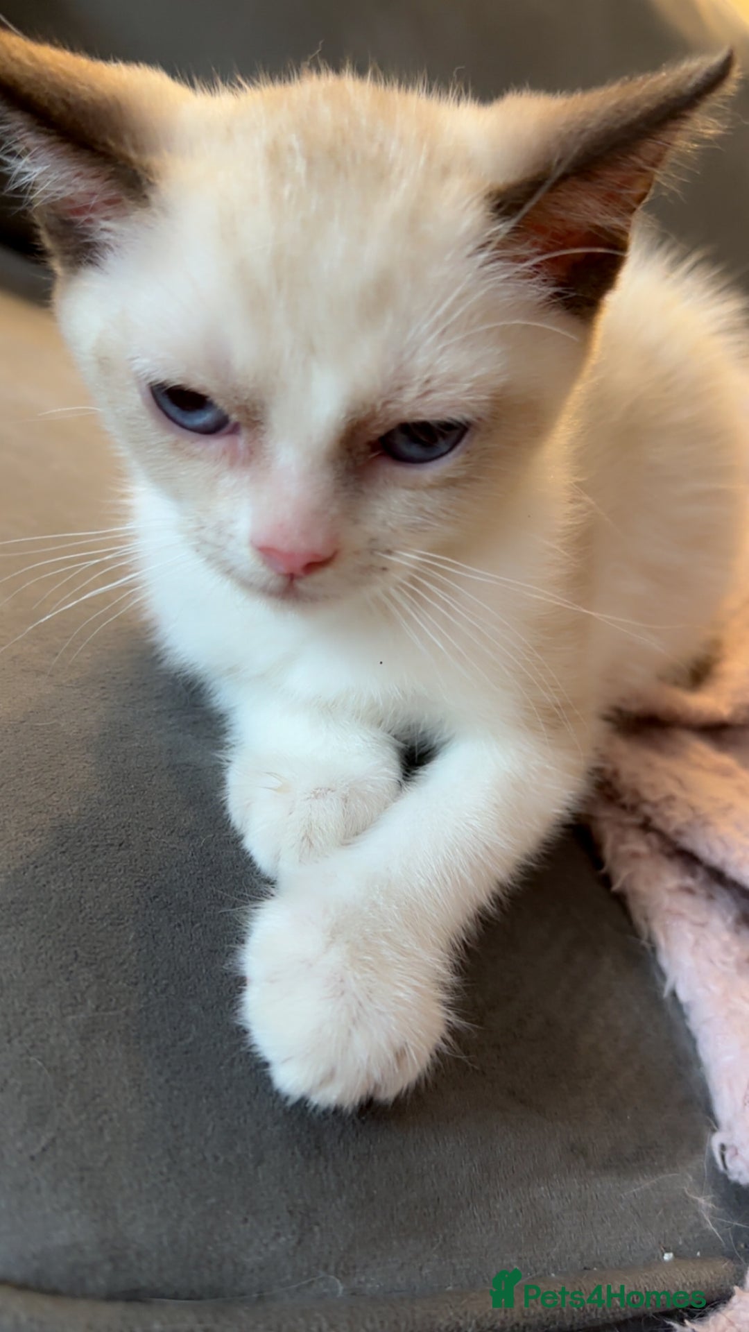 Ragdoll cats for sale: 2 Males Ragdoll Kittens Ready Today offers welcome in Purley - Image 2