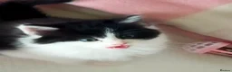 Mixed Breed cats for sale: Kittens for sale  in Alfreton - Advert 22