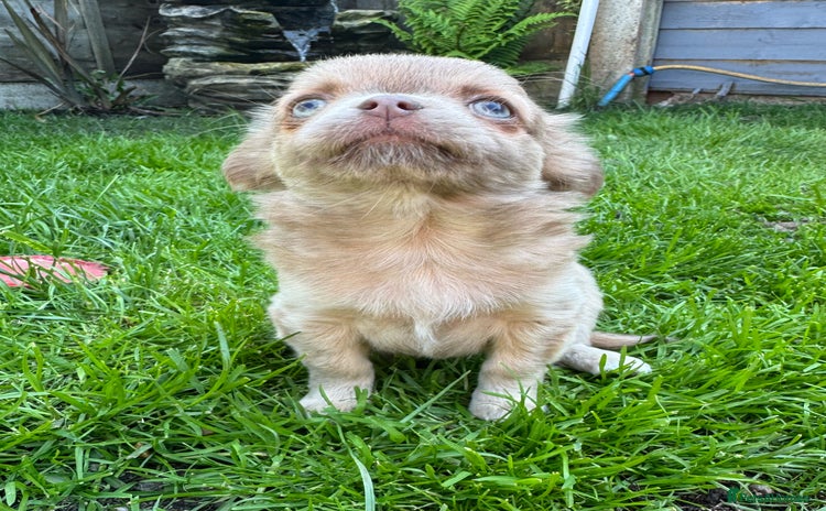 Chihuahua dogs - Advert 5