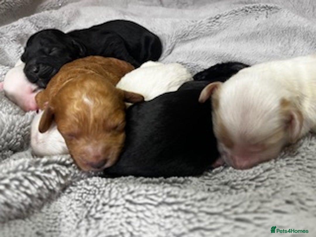 Australian Labradoodle dogs for sale: 6 Gorgeous Australian Labradoodle Puppies - Image 10