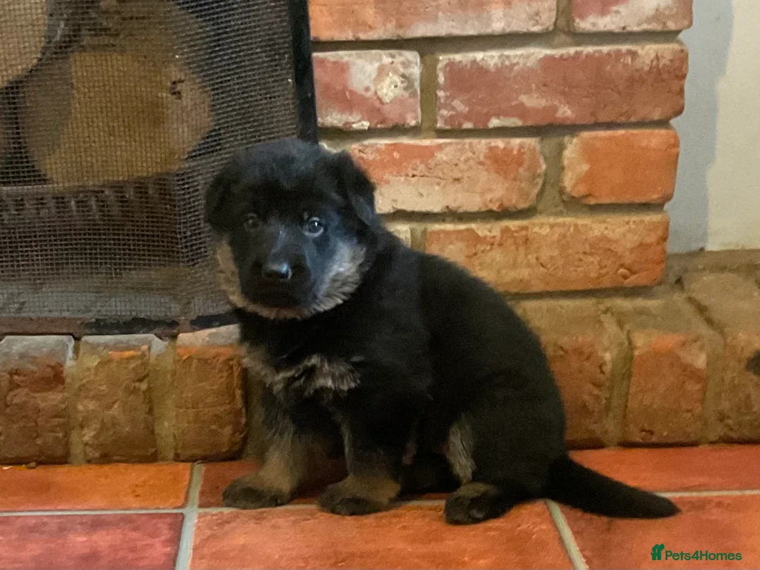 German Shepherd dogs for sale: Quality litter GSD @icepack kennels - Advert 6