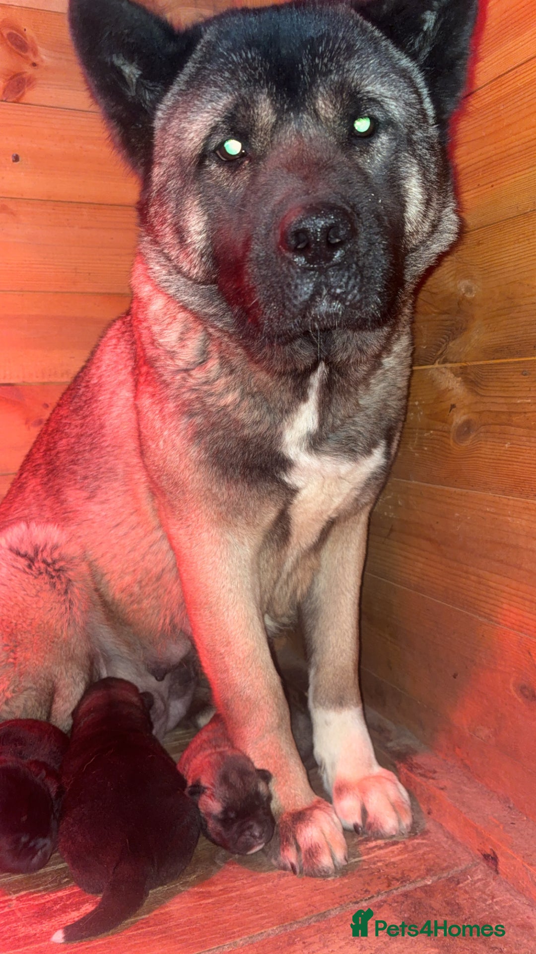 Akita dogs for sale: Beautiful KC Registered American Akita Puppies - Advert 10