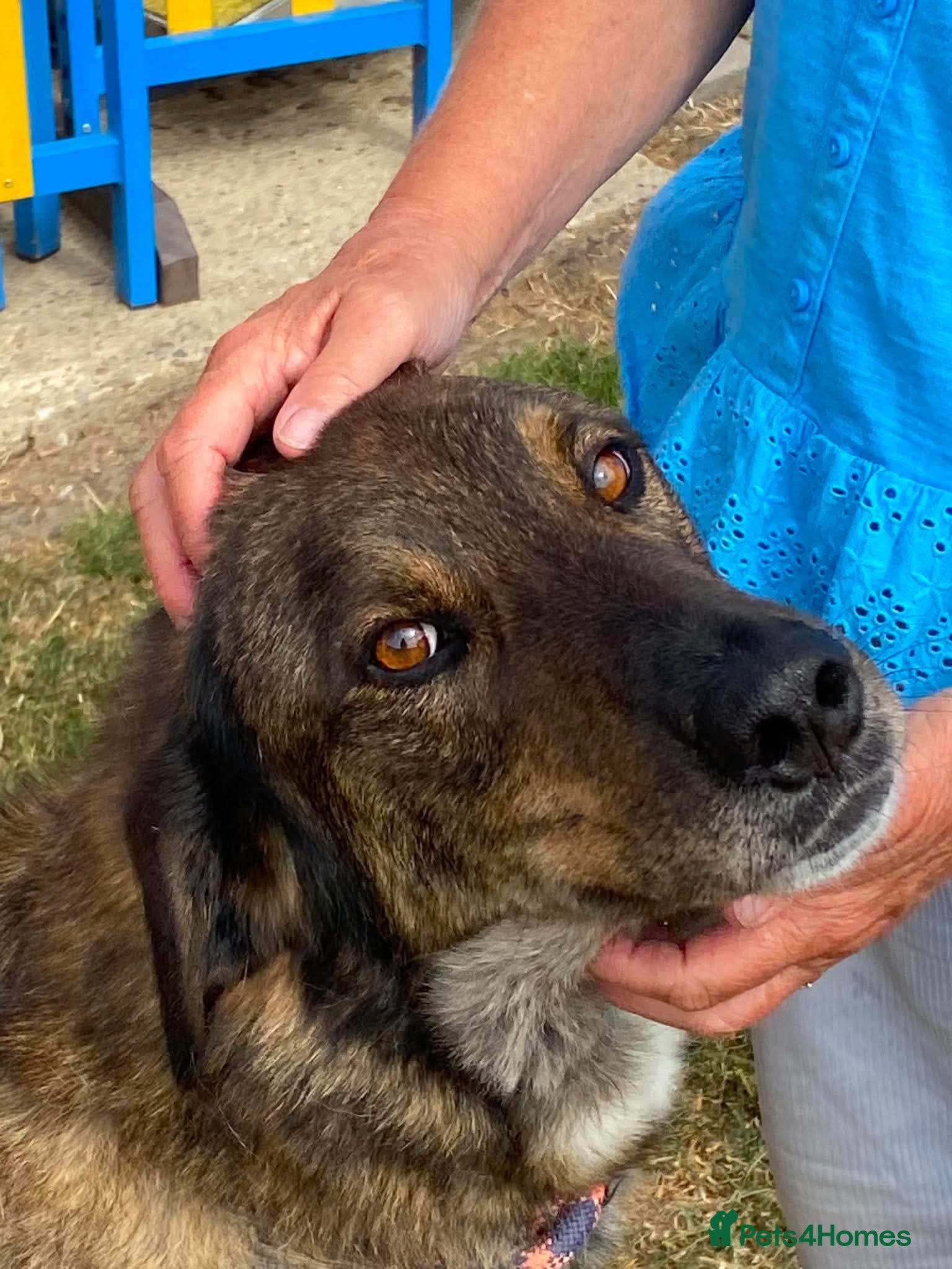 Mixed Breed dogs TEDDY - WAITED HIS WHOLE LIFE FOR A HOME - Advert 12