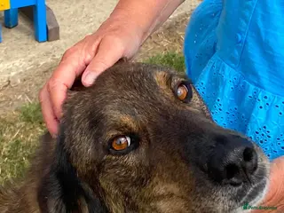 Mixed Breed dogs TEDDY - WAITED HIS WHOLE LIFE FOR A HOME - Advert 12