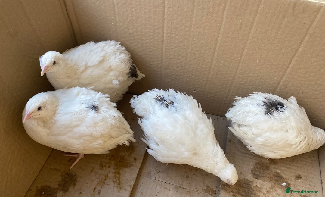 Quail poultry for sale: Jumbo Japanese, Italian, White and Rosetta quails - Advert 4