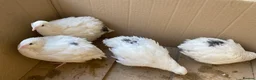 Quail poultry for sale: Jumbo Japanese, Italian, White and Rosetta quails - Advert 4