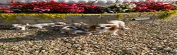 Cavalier King Charles Spaniel dogs for sale: Cavalier King Charles Spaniel KC registered  - Advert 18