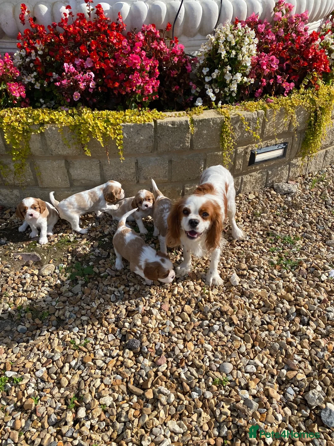 Cavalier King Charles Spaniel dogs for sale: Cavalier King Charles Spaniel KC registered  - Advert 18