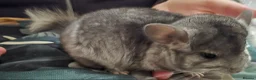 Chinchilla rodents for sale: TAME AND HANDLED DAILY CHINCHILLA FOR SALE  in Mansfield - Advert 5