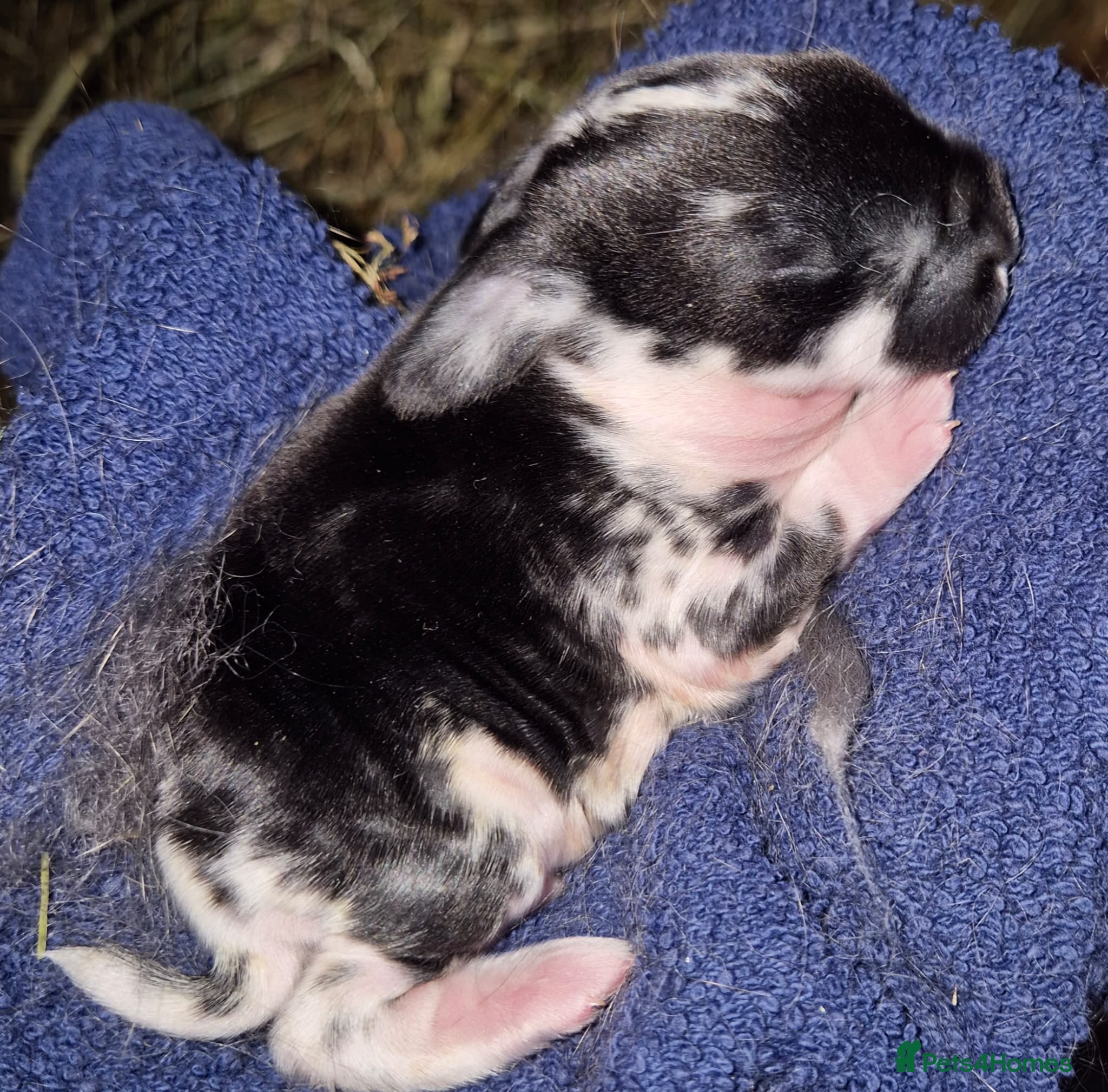 French Lop rabbits Friendly French Lop - Advert 1