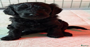 Cockapoo dogs F1b Cockapoo Puppies - Advert 3