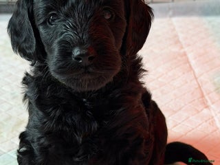 Cockapoo dogs F1b Cockapoo Puppies - Advert 2