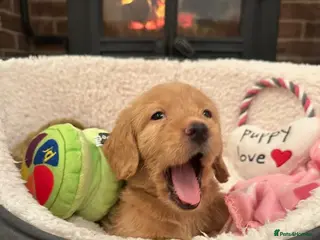 Labradoodle dogs ⭐️Fully Health Tested F1 Miniature Labradoodles⭐️ - Advert 5